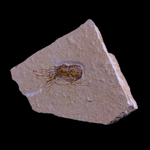 1.6" Fossil Shrimp Carpopenaeus Cretaceous Age 100 Mil Yrs Old Lebanon COA - Fossil Age Minerals
