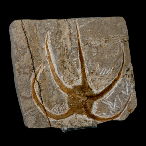 5.1" Brittlestar Ophiura Sp Starfish Fossil Ordovician Age Morocco COA & Stand - Fossil Age Minerals