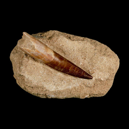 XXL 2.7" Plesiosaur Zarafasaura Tooth Fossil In Matrix Cretaceous Dinosaur Era COA