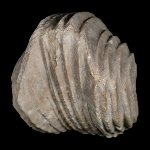 1.6" Burmirhynchia Decorata Brachiopod Fossil Jurassic Age Ardenes France