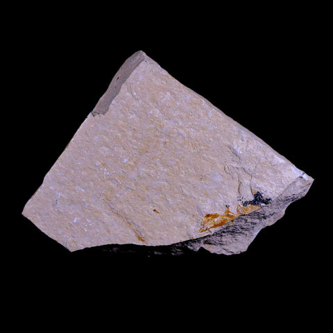 1.6" Fossil Shrimp Carpopenaeus Cretaceous Age 100 Mil Yrs Old Lebanon COA - Fossil Age Minerals