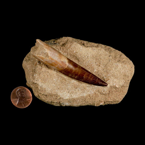 XXL 2.7" Plesiosaur Zarafasaura Tooth Fossil In Matrix Cretaceous Dinosaur Era COA - Fossil Age Minerals