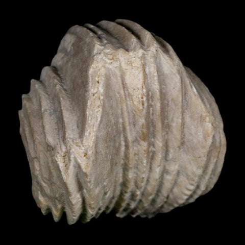 1.6" Burmirhynchia Decorata Brachiopod Fossil Jurassic Age Ardenes France