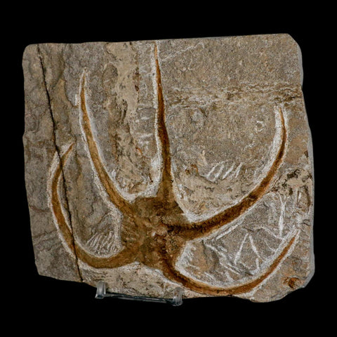 5.1" Brittlestar Ophiura Sp Starfish Fossil Ordovician Age Morocco COA & Stand - Fossil Age Minerals
