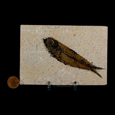 XL 4.2" Knightia Eocaena Fossil Fish Green River FM Wyoming Eocene Age COA & Stand - Fossil Age Minerals
