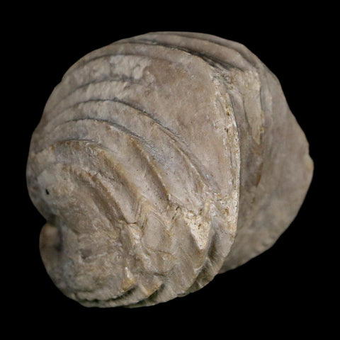 1.6" Burmirhynchia Decorata Brachiopod Fossil Jurassic Age Ardenes France