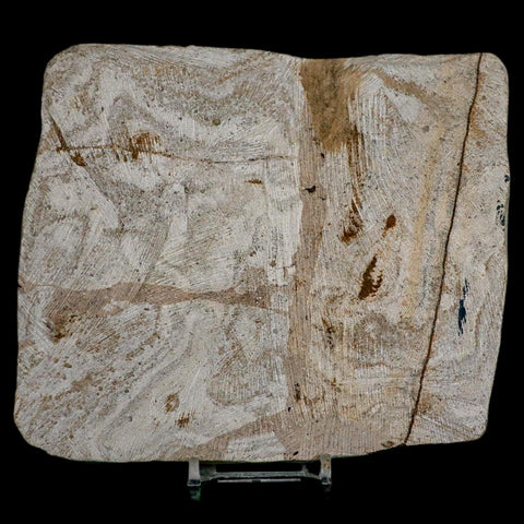 5.1" Brittlestar Ophiura Sp Starfish Fossil Ordovician Age Morocco COA & Stand - Fossil Age Minerals