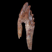 XL 4.3" Basilosaurus Tooth 40-34 Mil Yrs Old Late Eocene COA