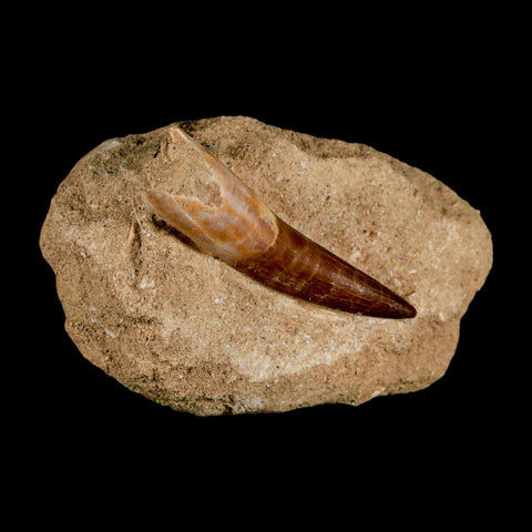 XXL 2.7" Plesiosaur Zarafasaura Tooth Fossil In Matrix Cretaceous Dinosaur Era COA - Fossil Age Minerals
