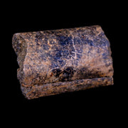 2.4" Triceratops Fossil Rib Bone Lance Creek FM Cretaceous Dinosaur WY COA