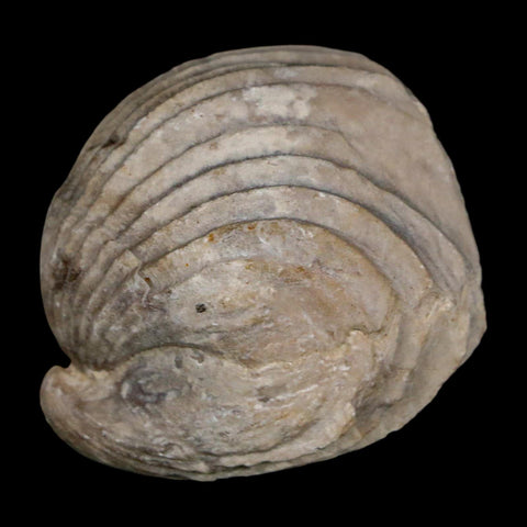 1.6" Burmirhynchia Decorata Brachiopod Fossil Jurassic Age Ardenes France