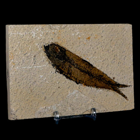 XL 4.2" Knightia Eocaena Fossil Fish Green River FM Wyoming Eocene Age COA & Stand - Fossil Age Minerals