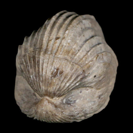 1.6" Burmirhynchia Decorata Brachiopod Fossil Jurassic Age Ardenes France