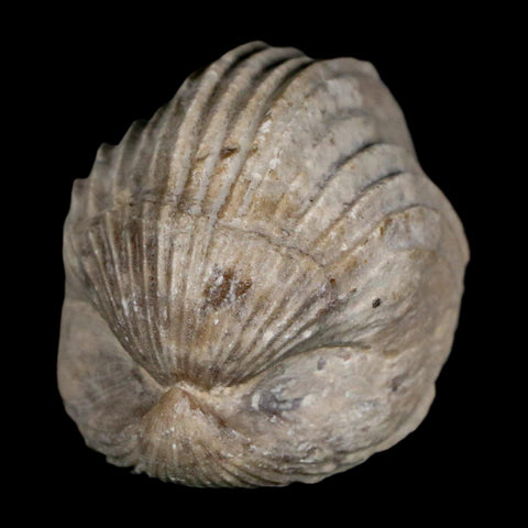 1.6" Burmirhynchia Decorata Brachiopod Fossil Jurassic Age Ardenes France