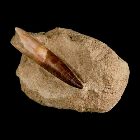 XXL 2.7" Plesiosaur Zarafasaura Tooth Fossil In Matrix Cretaceous Dinosaur Era COA