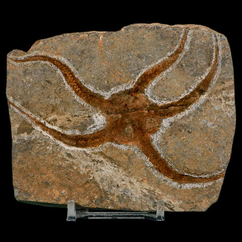 3.8" Brittlestar Ophiura Sp Starfish Fossil Ordovician Age Morocco COA & Stand - Fossil Age Minerals