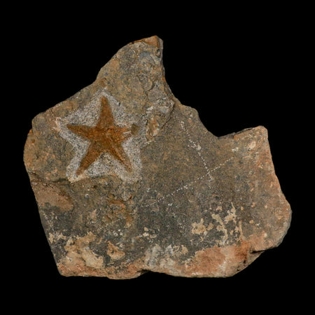 39MM Brittle Star Petraster Starfish Fossil Ordovician Age Blekus Morocco COA