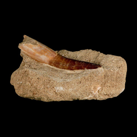 XXL 2.7" Plesiosaur Zarafasaura Tooth Fossil In Matrix Cretaceous Dinosaur Era COA - Fossil Age Minerals