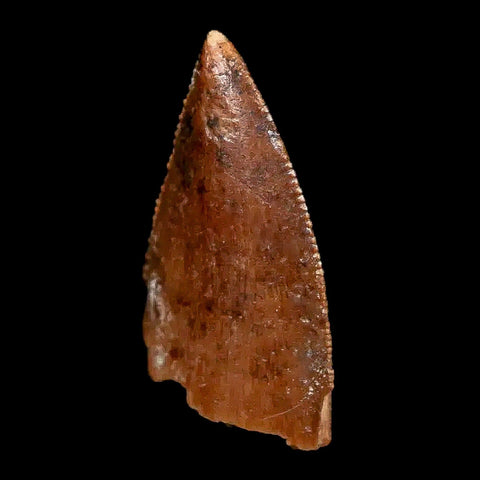 0.9" Majungasaurus Serrated Fossil Tooth Cretaceous Dinosaur Madagascar COA - Fossil Age Minerals