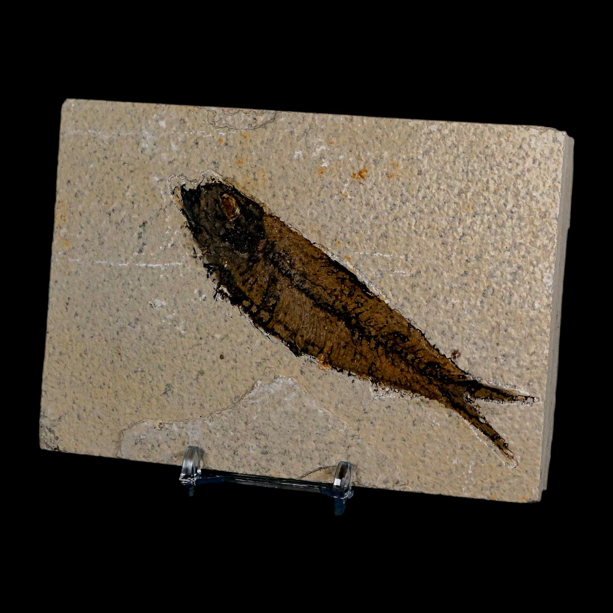 XL 4.2" Knightia Eocaena Fossil Fish Green River FM Wyoming Eocene Age COA & Stand - Fossil Age Minerals