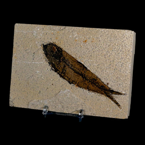XL 4.2" Knightia Eocaena Fossil Fish Green River FM Wyoming Eocene Age COA & Stand - Fossil Age Minerals