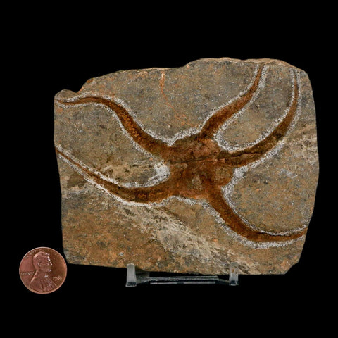 3.8" Brittlestar Ophiura Sp Starfish Fossil Ordovician Age Morocco COA & Stand - Fossil Age Minerals