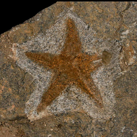 39MM Brittle Star Petraster Starfish Fossil Ordovician Age Blekus Morocco COA