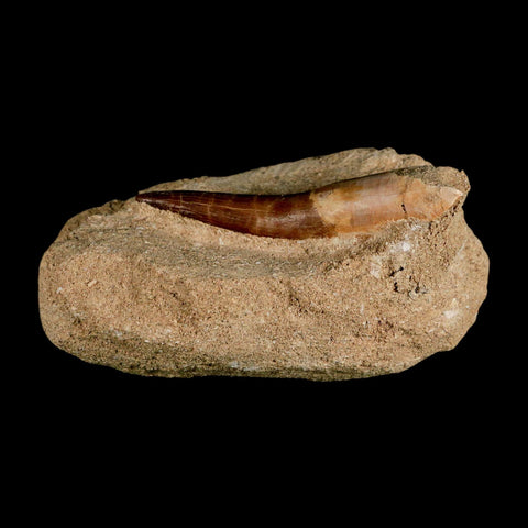 XXL 2.7" Plesiosaur Zarafasaura Tooth Fossil In Matrix Cretaceous Dinosaur Era COA - Fossil Age Minerals