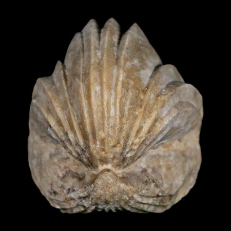 1.5" Burmirhynchia Decorata Brachiopod Fossil Jurassic Age Ardenes France