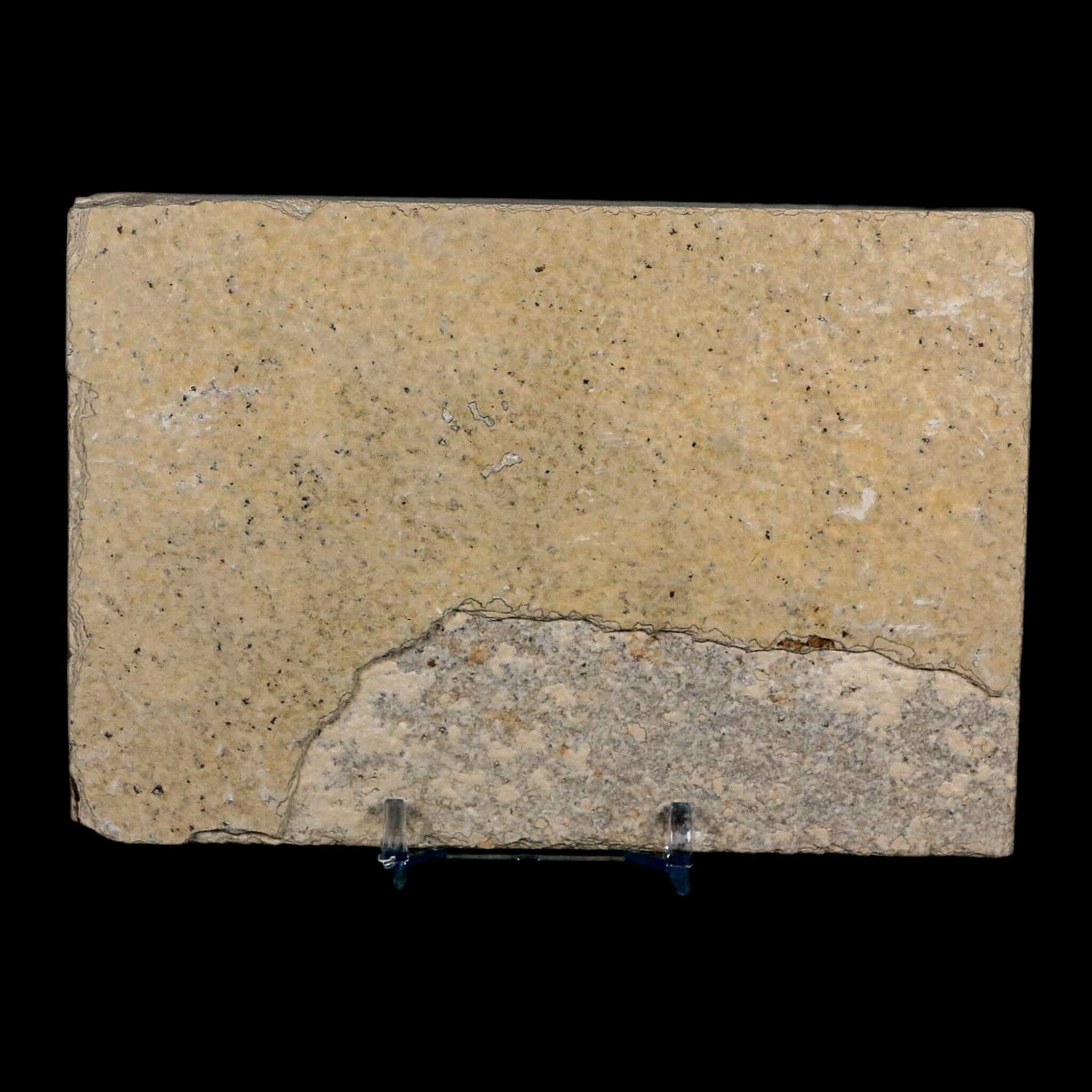 XL 4.2" Knightia Eocaena Fossil Fish Green River FM Wyoming Eocene Age COA & Stand - Fossil Age Minerals
