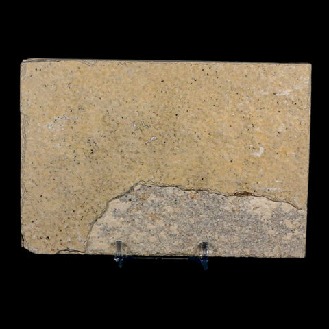 XL 4.2" Knightia Eocaena Fossil Fish Green River FM Wyoming Eocene Age COA & Stand - Fossil Age Minerals