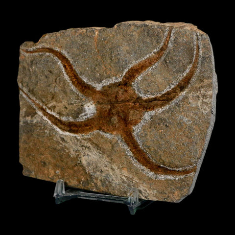 3.8" Brittlestar Ophiura Sp Starfish Fossil Ordovician Age Morocco COA & Stand - Fossil Age Minerals