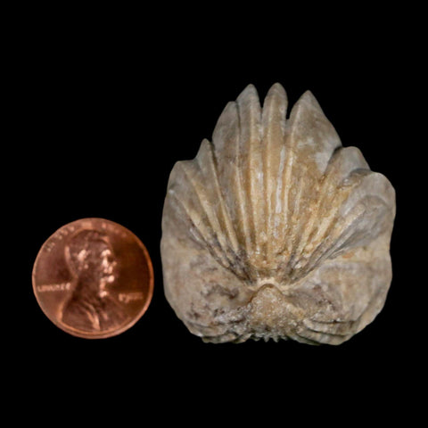 1.5" Burmirhynchia Decorata Brachiopod Fossil Jurassic Age Ardenes France