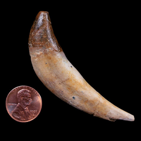 2.8" Basilosaurus Tooth 40-34 Mil Yrs Old Late Eocene COA - Fossil Age Minerals