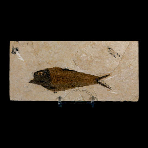 XL 4" Knightia Eocaena Fossil Fish Green River FM Wyoming Eocene Age COA & Stand - Fossil Age Minerals