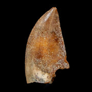 0.9" Majungasaurus Serrated Fossil Tooth Cretaceous Dinosaur Madagascar COA
