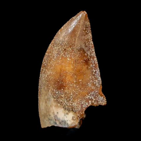 0.9" Majungasaurus Serrated Fossil Tooth Cretaceous Dinosaur Madagascar COA - Fossil Age Minerals