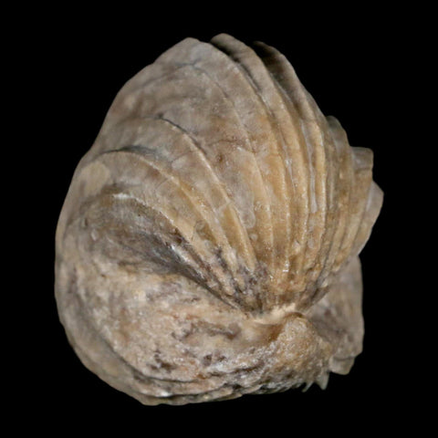 1.5" Burmirhynchia Decorata Brachiopod Fossil Jurassic Age Ardenes France