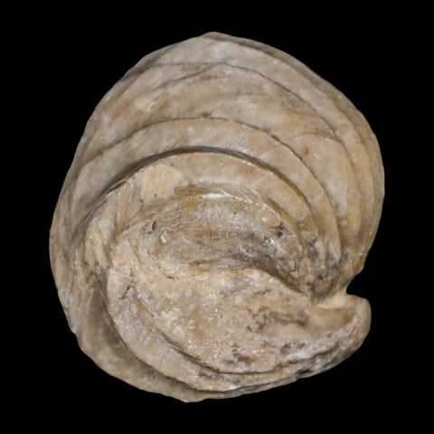 1.5" Burmirhynchia Decorata Brachiopod Fossil Jurassic Age Ardenes France