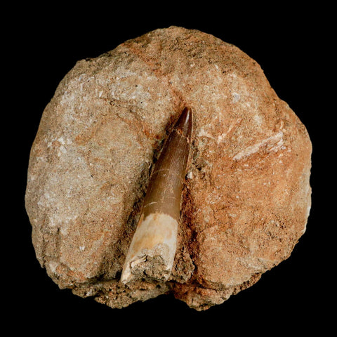 XL 2.3" Plesiosaur Zarafasaura Tooth Fossil In Matrix Cretaceous Dinosaur Era COA - Fossil Age Minerals