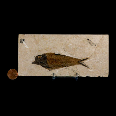 XL 4" Knightia Eocaena Fossil Fish Green River FM Wyoming Eocene Age COA & Stand - Fossil Age Minerals