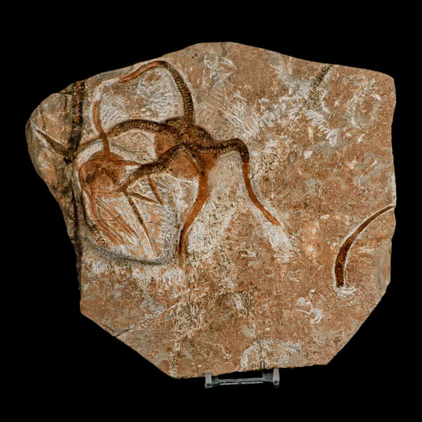 2 Two Brittlestar Ophiura Sp Starfish Fossil Ordovician Age Morocco COA & Stand