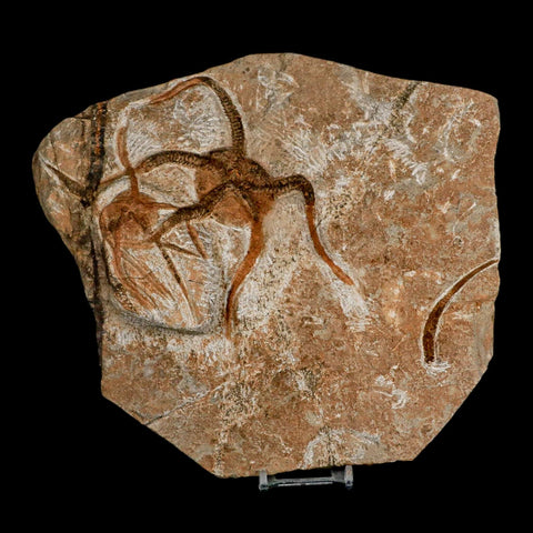 2 Two Brittlestar Ophiura Sp Starfish Fossil Ordovician Age Morocco COA & Stand - Fossil Age Minerals