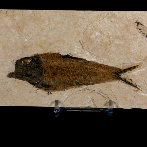 XL 4" Knightia Eocaena Fossil Fish Green River FM Wyoming Eocene Age COA & Stand - Fossil Age Minerals