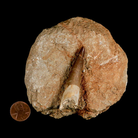 XL 2.3" Plesiosaur Zarafasaura Tooth Fossil In Matrix Cretaceous Dinosaur Era COA - Fossil Age Minerals