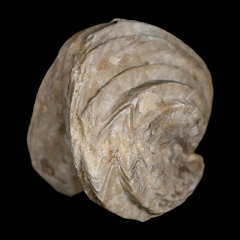 1.5" Burmirhynchia Decorata Brachiopod Fossil Jurassic Age Ardenes France