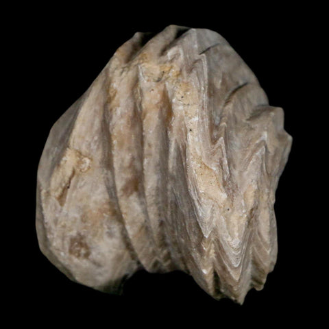 1.5" Burmirhynchia Decorata Brachiopod Fossil Jurassic Age Ardenes France