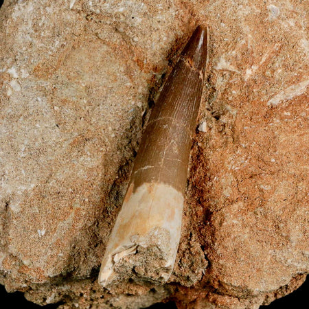 XL 2.3" Plesiosaur Zarafasaura Tooth Fossil In Matrix Cretaceous Dinosaur Era COA