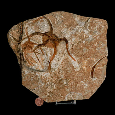 2 Two Brittlestar Ophiura Sp Starfish Fossil Ordovician Age Morocco COA & Stand - Fossil Age Minerals