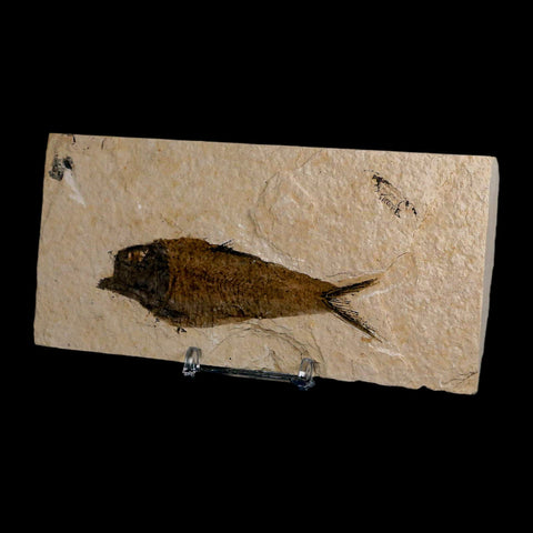 XL 4" Knightia Eocaena Fossil Fish Green River FM Wyoming Eocene Age COA & Stand - Fossil Age Minerals